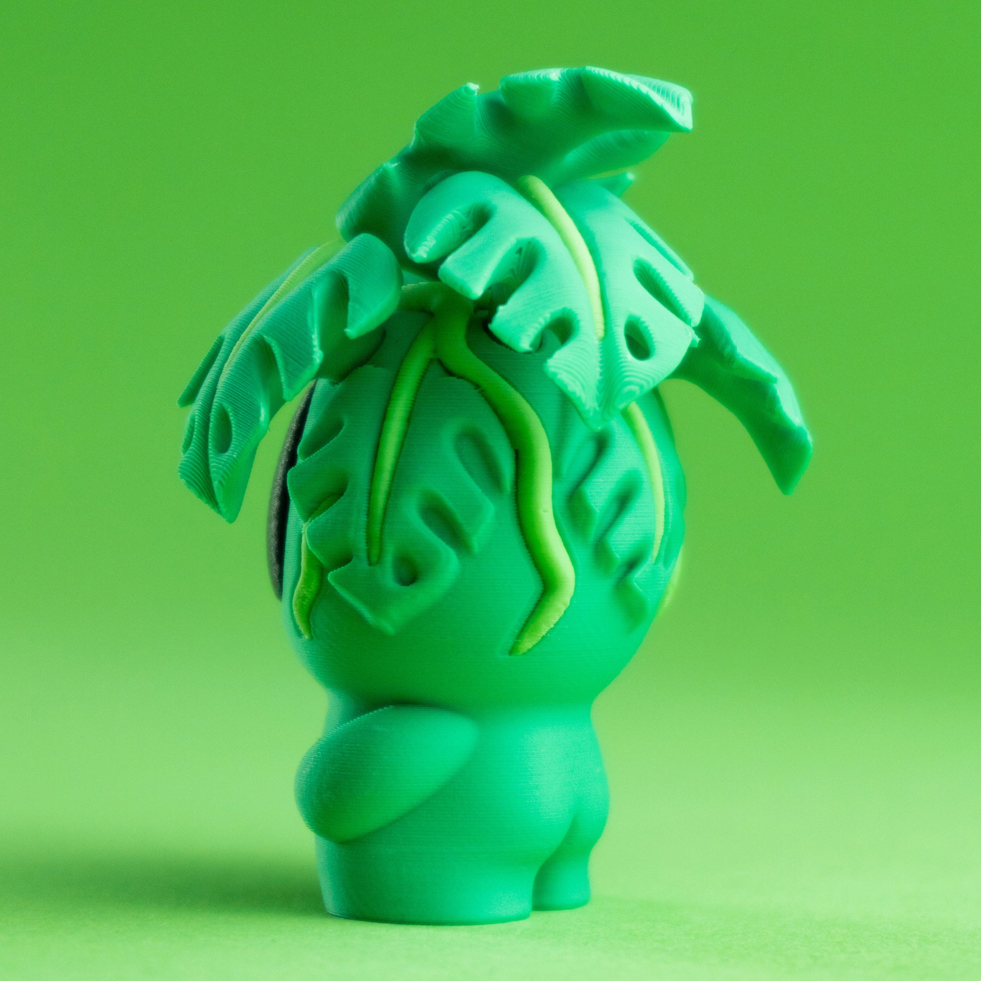 Plant Monstera