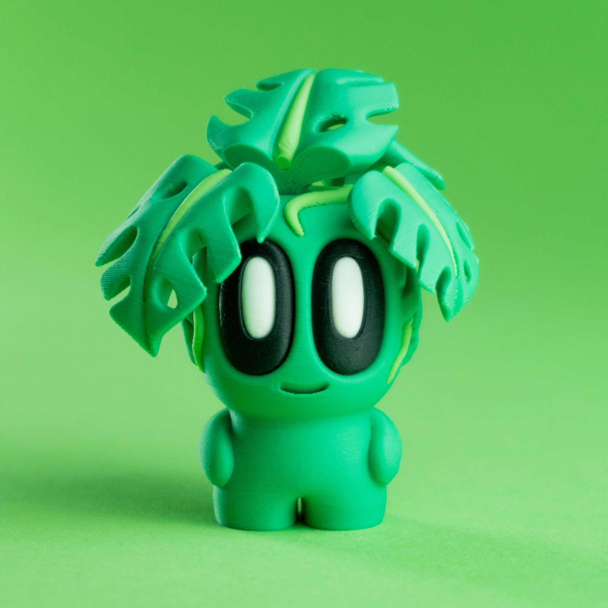 Plant Monstera