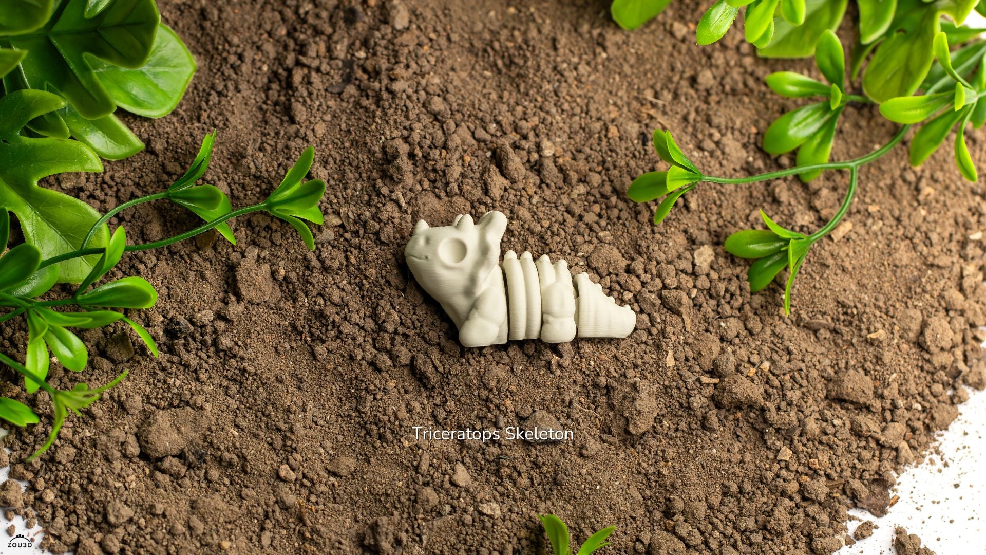 Baby Triceratops Skeleton