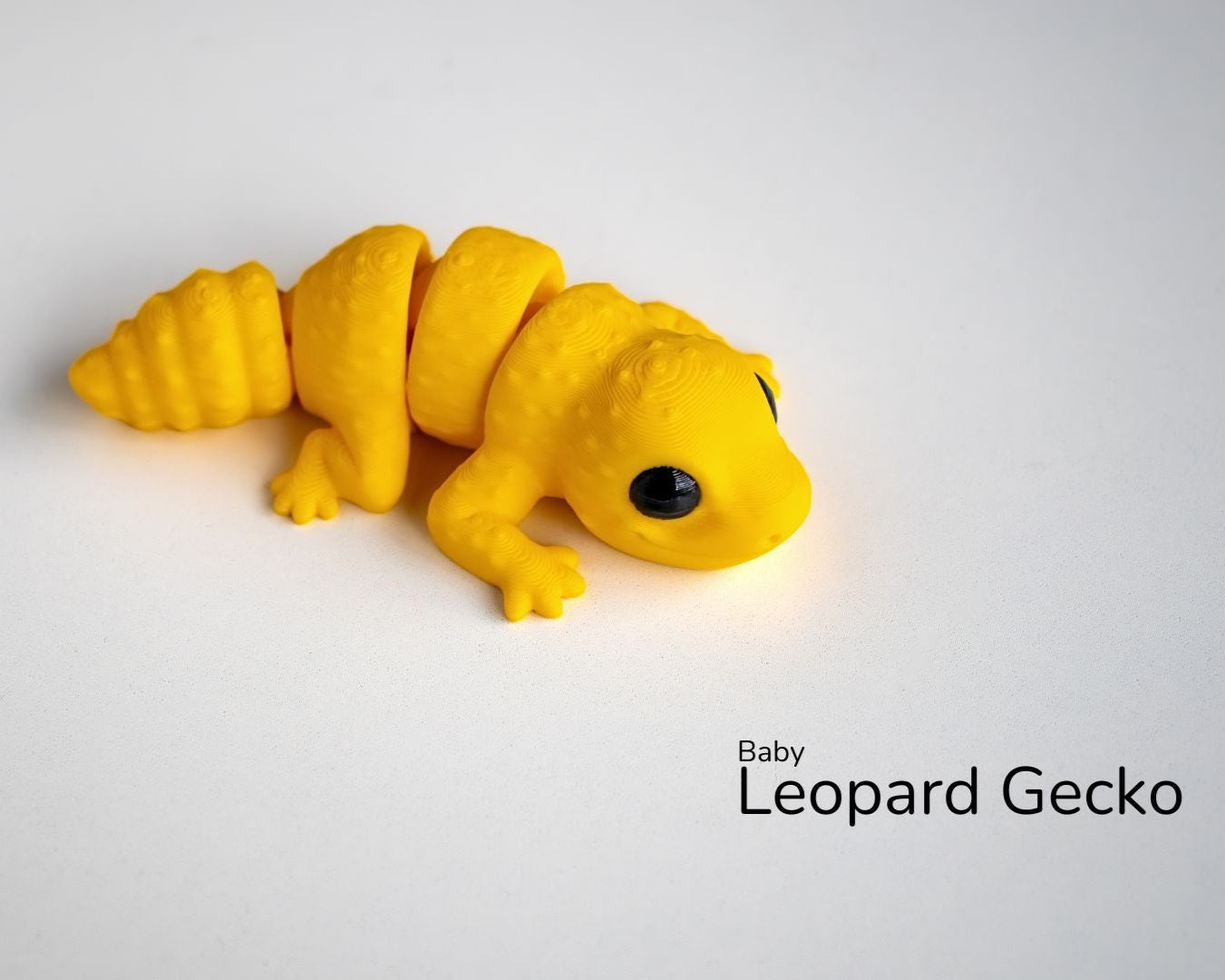 Baby Leopard Gecko / Bebé Leopardo Geco