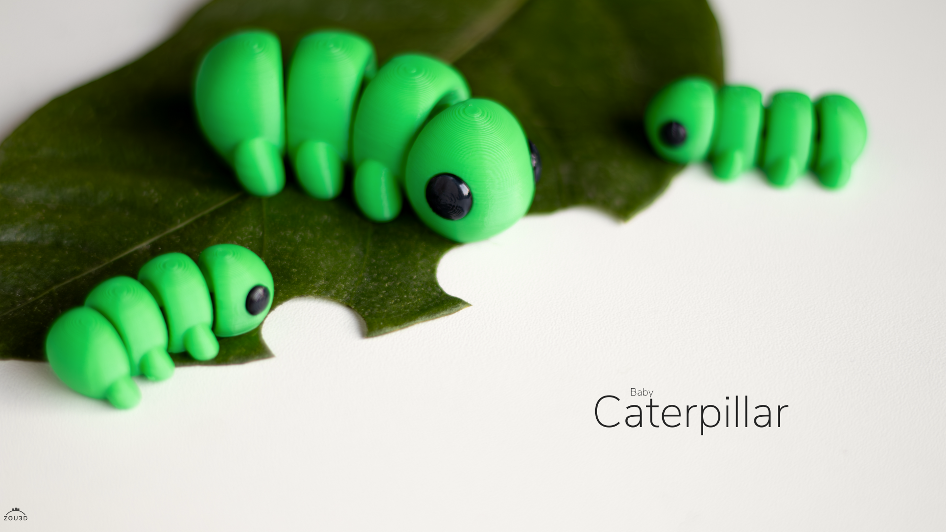 Baby Caterpillar / Bebé Oruga