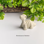 Baby Brontosaurus Skeleton