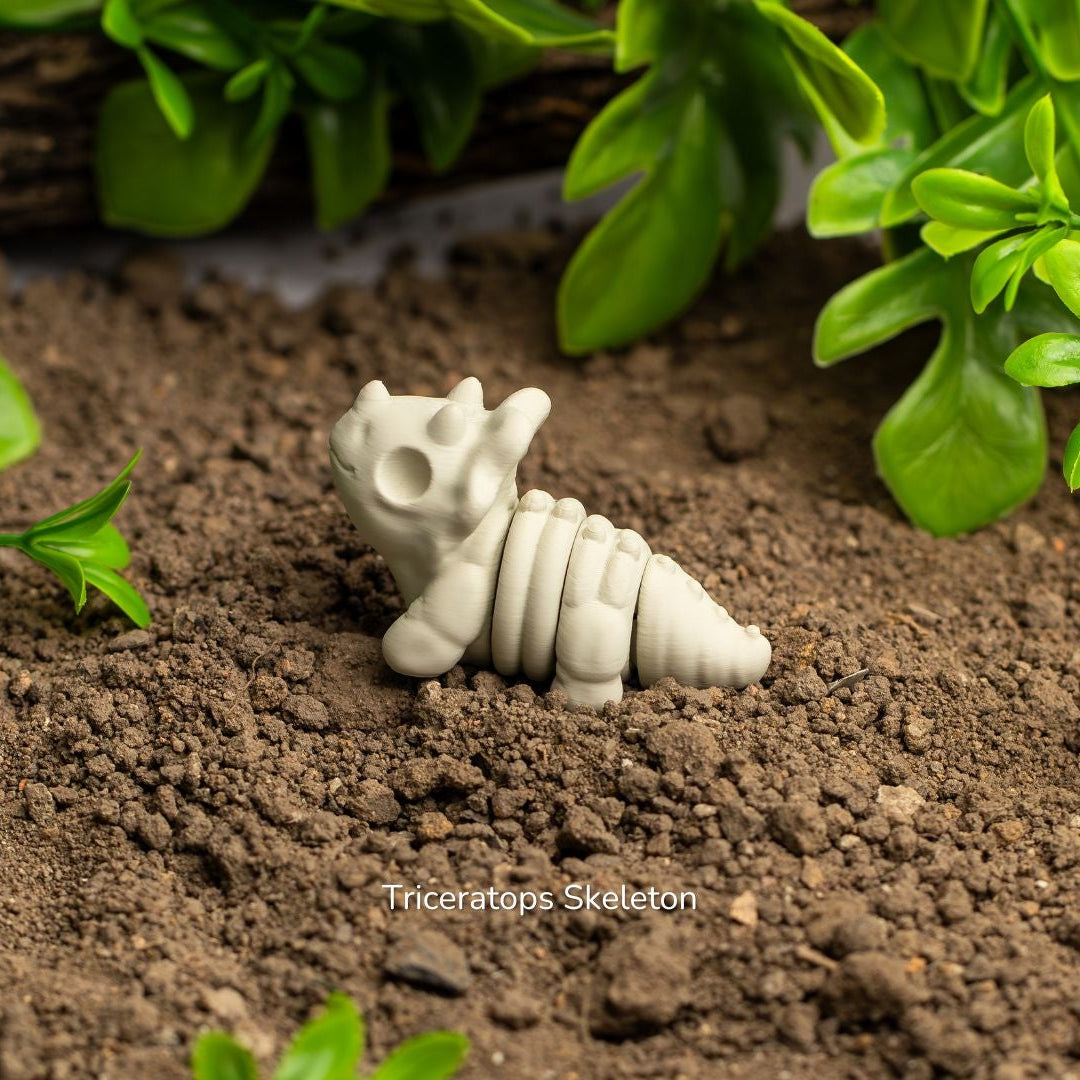 Baby Triceratops Skeleton