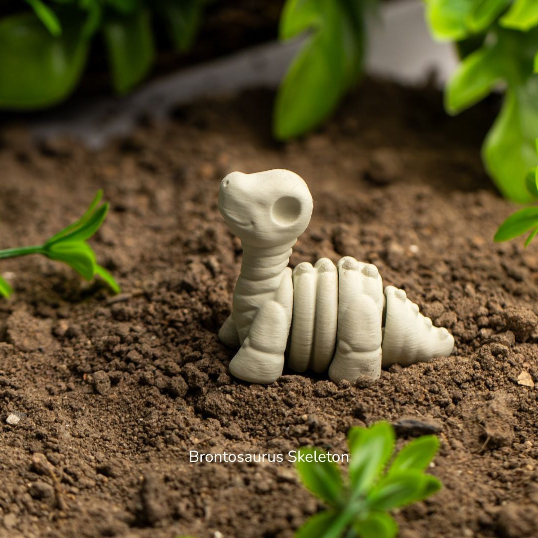 Baby Brontosaurus Skeleton